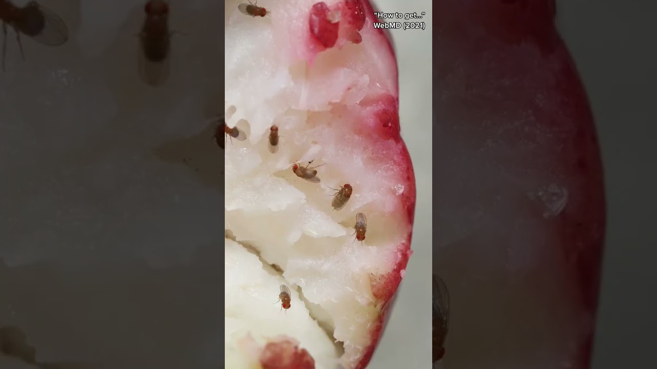 Лайфхак с плодовой мушкой, который действительно работает