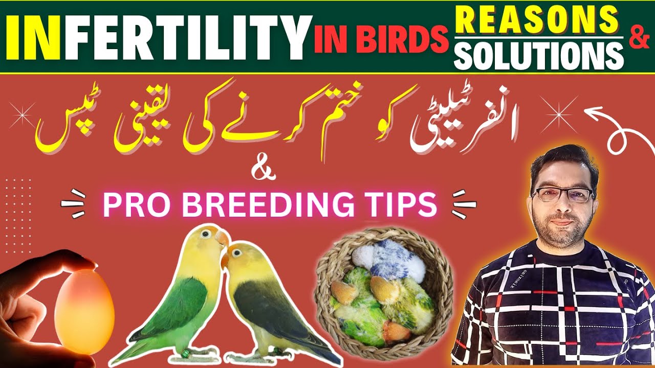 Infertility in Birds Secrets & Solutions | 🔥Love birds Breeding Tips  |#budgies #birds #birdskeeping