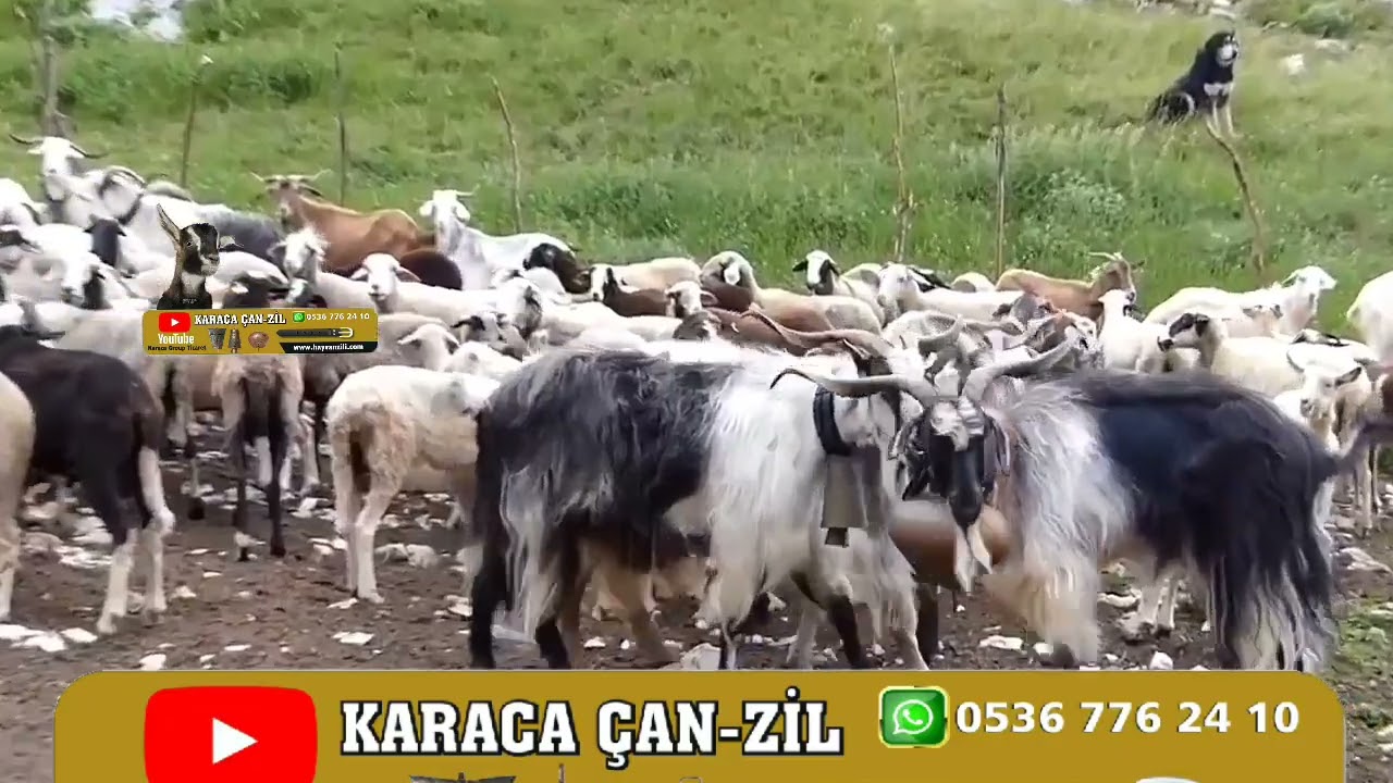 ke&ccedil;i &ccedil;anları yayla g&ouml;&ccedil;leri sarma takım ke&ccedil;i &ccedil;anları hayvan zilleri Karaca &ccedil;an