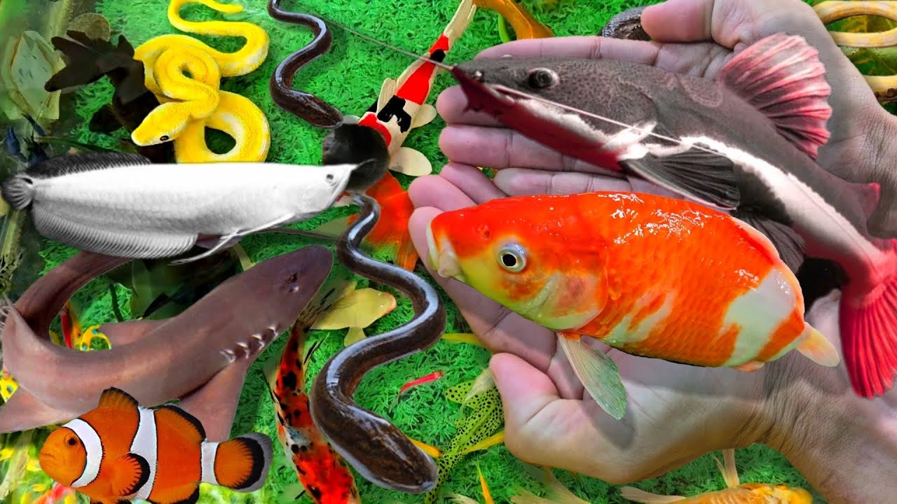 Video Mở Hộp Cá Cảnh Đẹp, Cá Thần Tiên, Cá Lóc, Cá Koi, Cá Trê, Rùa, Lươn