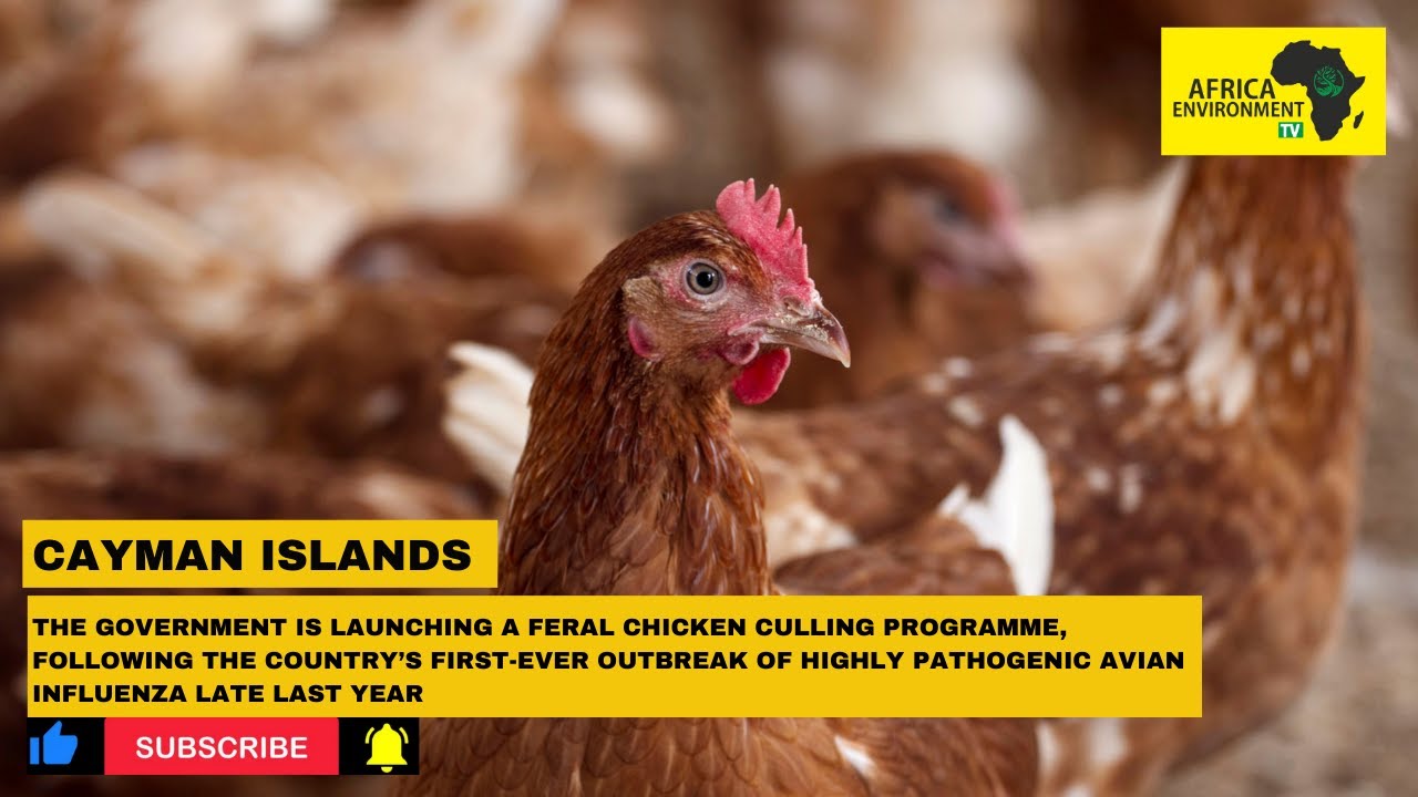 The Cayman Islands | Why the government wants to launch of a feral chicken culling program?