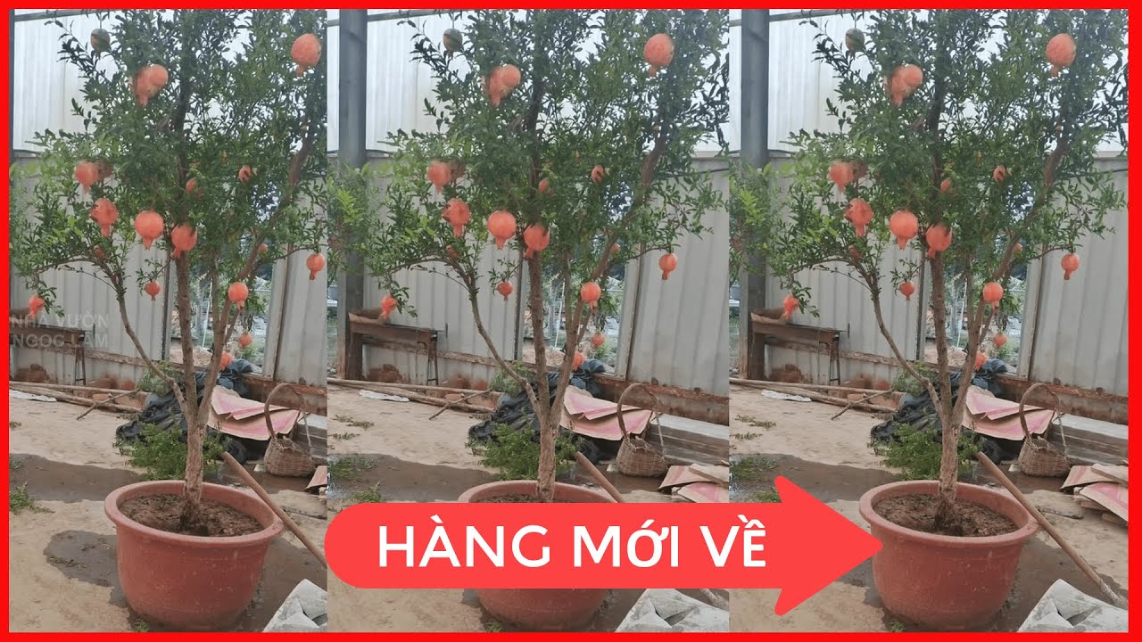 CÂY LỰU ĐỎ [ Hàng Mới Về ] Gía Ưu Đãi | Lh 0923916866 | 0968750386
