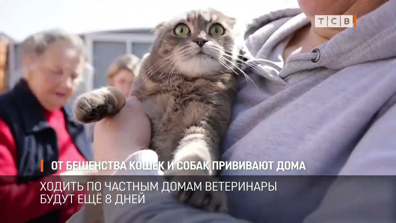 От бешенства кошек и собак прививают дома