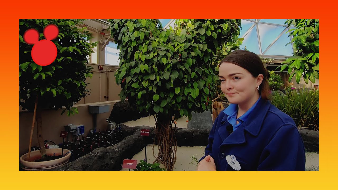 EPCOT Behind The Seeds Greenhouse Tour January 2020