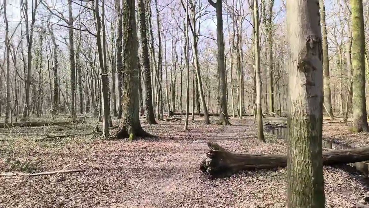 Beginner tries DJI Osmo Mobile 7P + Mic Mini