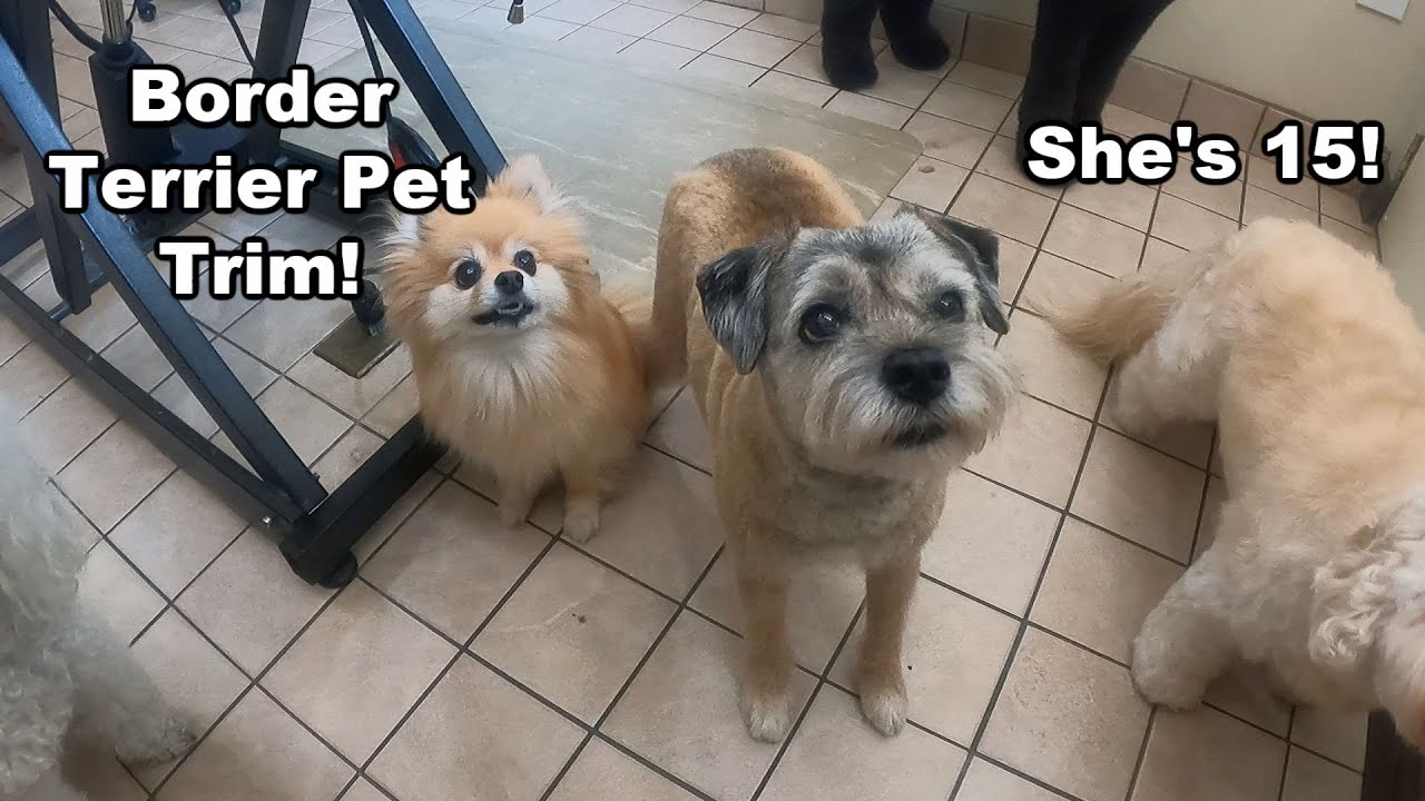 Border Terrier Pet Trim | 15 Yrs Old!
