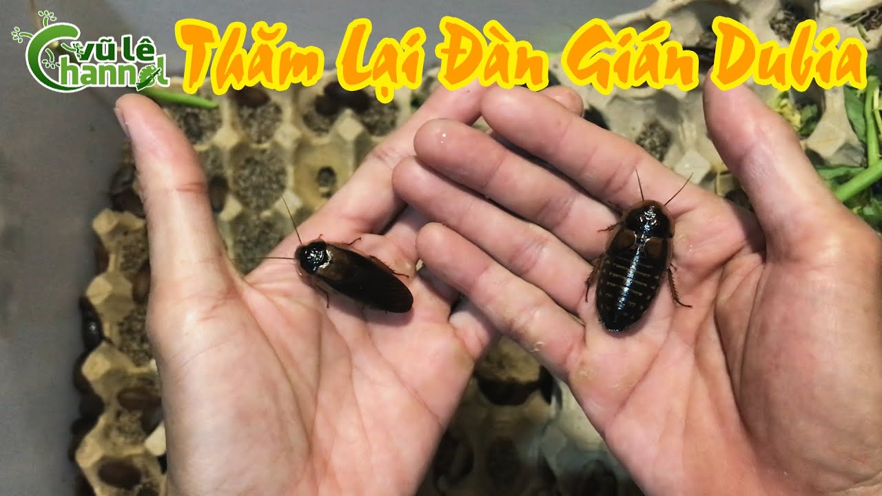 Thăm Lại Đàn Gián Dubia Quá Trời Gián Con / Vũ Lê Channel