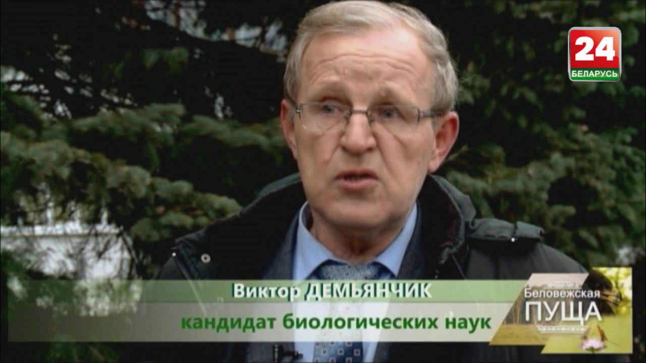 Беловежская пуща 10 животные на грани