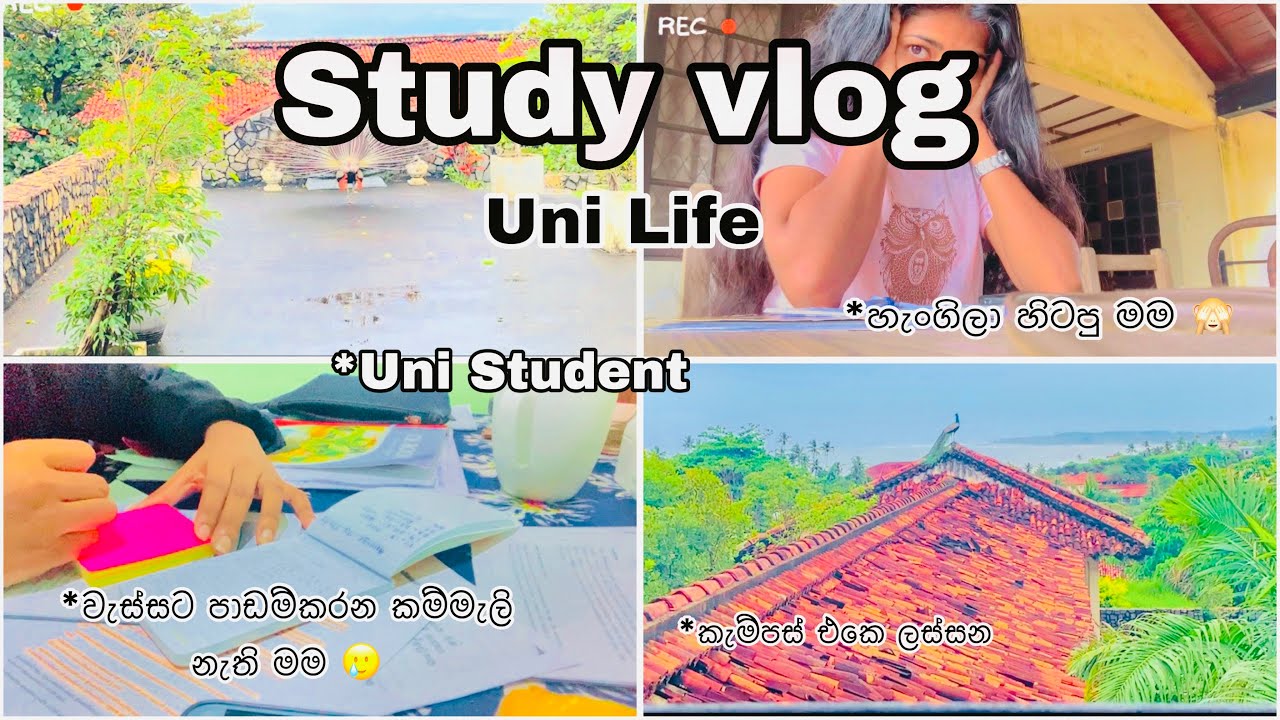 Study vlog🍄🦋🌧|වැස්ස දවසටත් කම්මැලි නැතුව පාඩම් කරමු🍃✨🌚|Productive|වැස්සට රුහුන🌧🌼| #unilife #campus