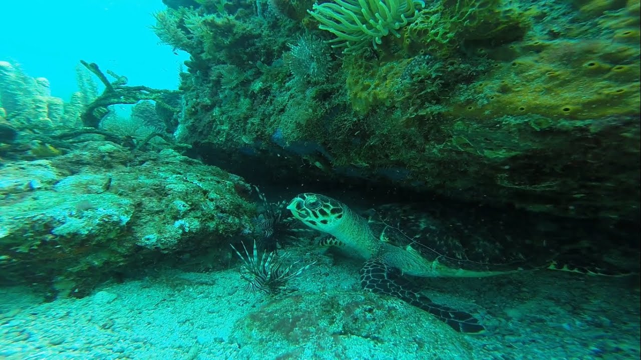 Plongée PMT Martinique en Apnée : Grande Anse, Anses d'Arlets,... (Snorkeling, Hero 3+ Black)