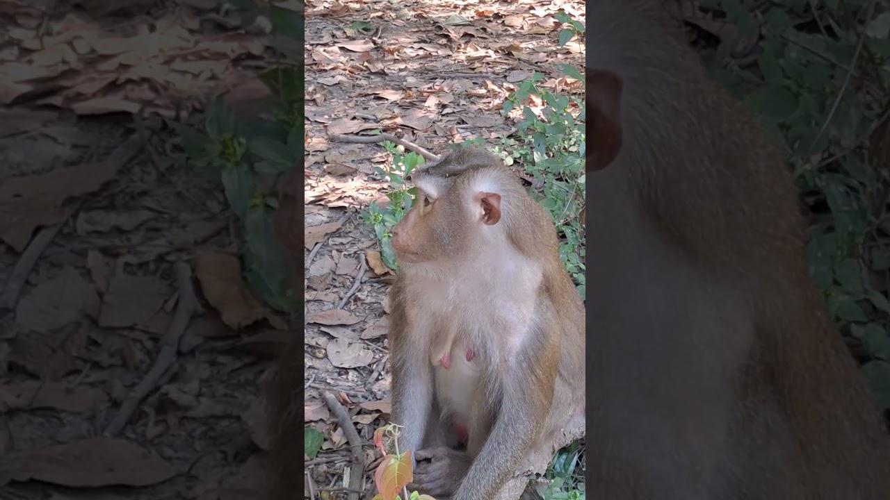 Angkor Monkey Family, 