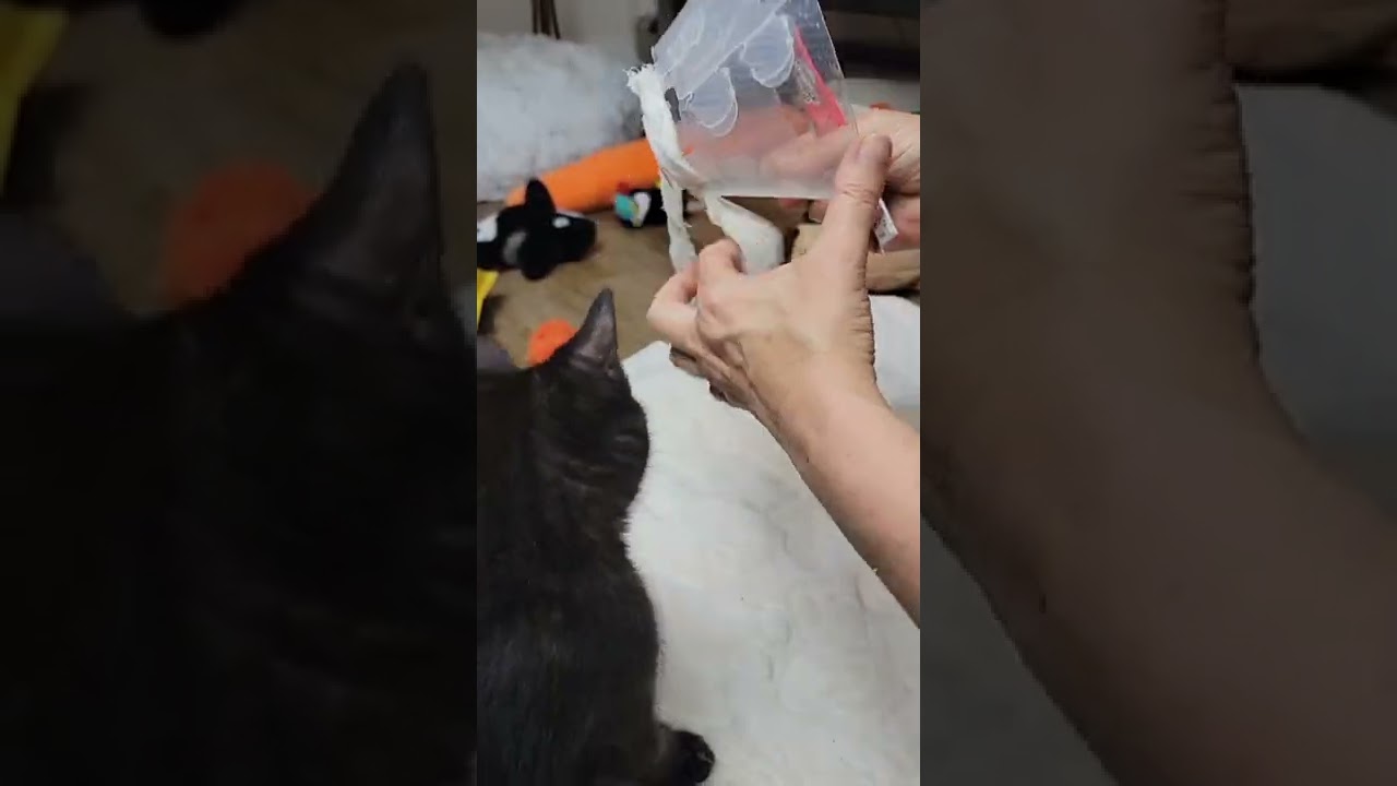 How to keep a cone on kitten