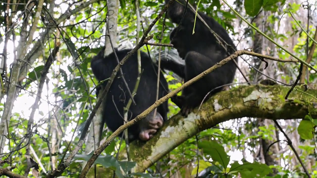 CHIMPANZEE ANOGENITAL SEXUAL SWELLING