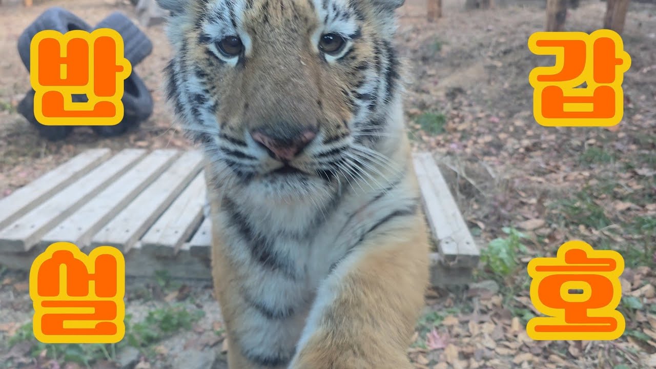 [스페셜클립] 모두다 설호에게 빠져들었설호🐯🍁 | 서울대공원 서울동물원