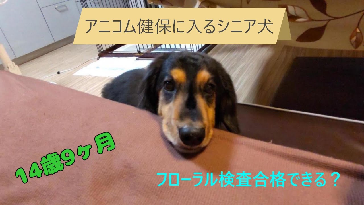 14歳シニア犬、アニコム健保に入り直す　14-year-old senior dog re-enrolled in Anicom Health Insurance