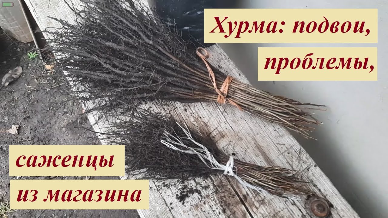 Выращиваем хурму: проблемы, подвои, показ саженцев из супермаркета