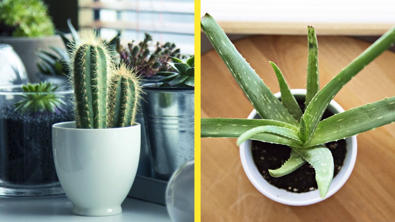 Elimina oxigen si noaptea. Top 7 plante de apartament care produc mult oxigen | Traieste sanatos