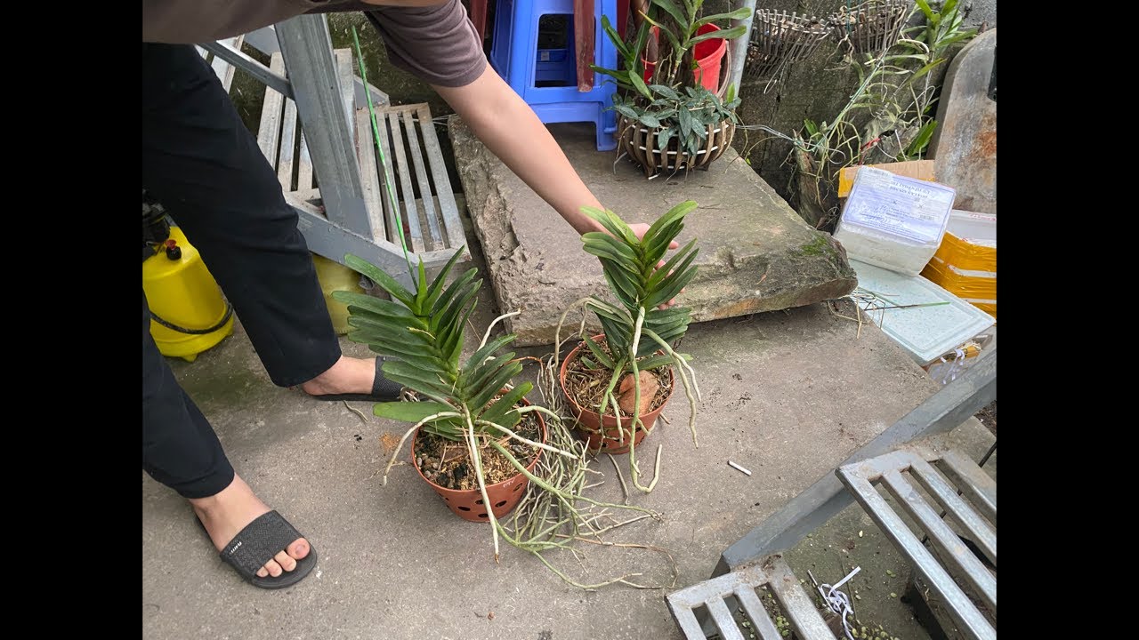 NHẠN THÁNG 8 HƯỜNG HÀ NAM 0399930009 || PHONG LAN RỪNG