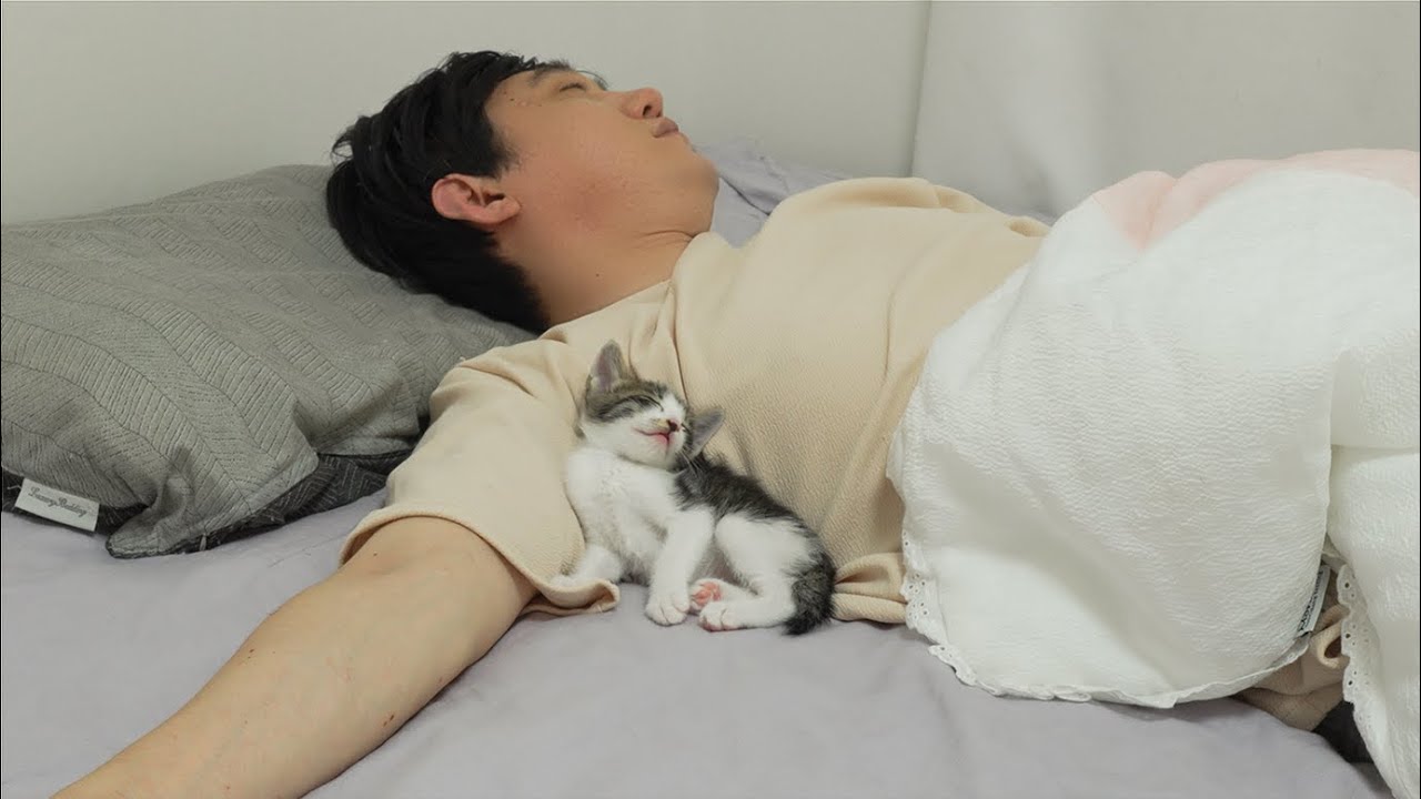 What Do Kittens Do While You Sleep?