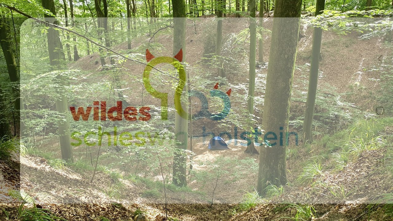 Wildes SH Schleswig-Holstein Wildcampen: 10 Kollunder Wald 2 (Dänemark Kollund Skov/ Südschleswig)