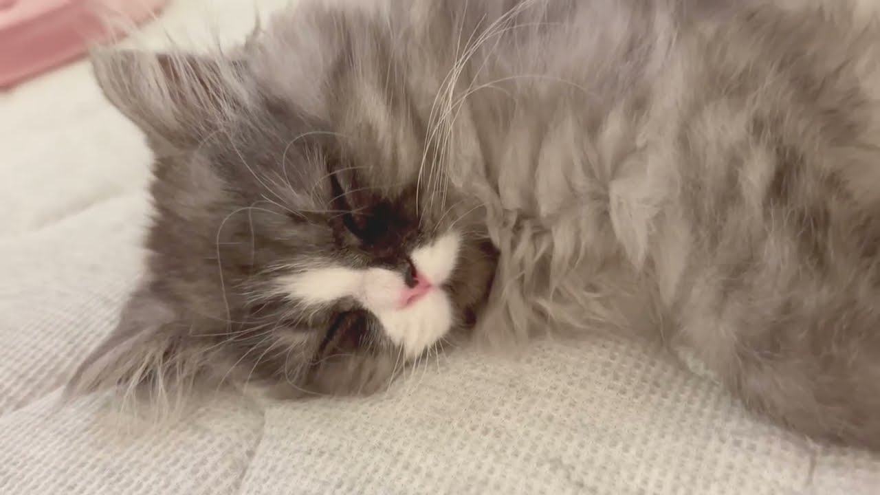 【ミヌエット】子猫とお昼寝🌙Napping with a Kitten