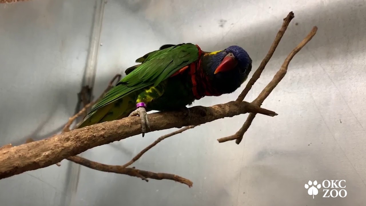 Day in the Life of Program Animal Caretaker