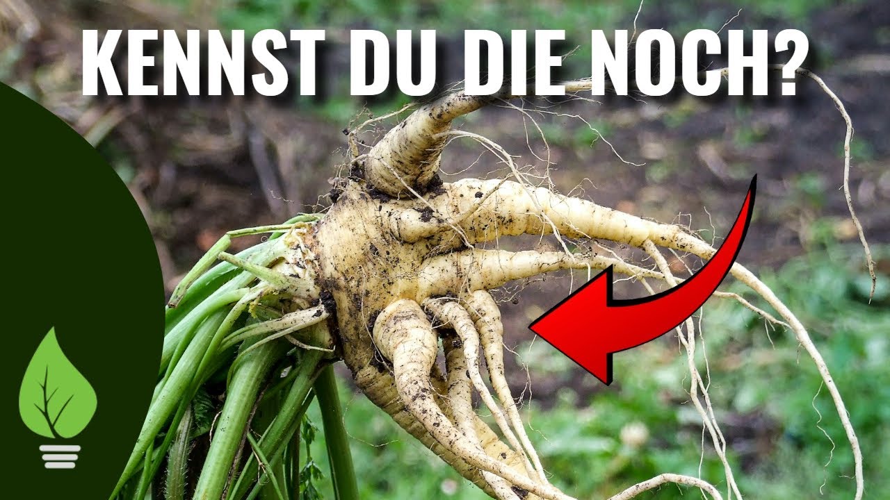 11 Wintergemüse mit Geschichte: Diese alten Sorten machen Deinen Wintergarten zur Zeitreise!