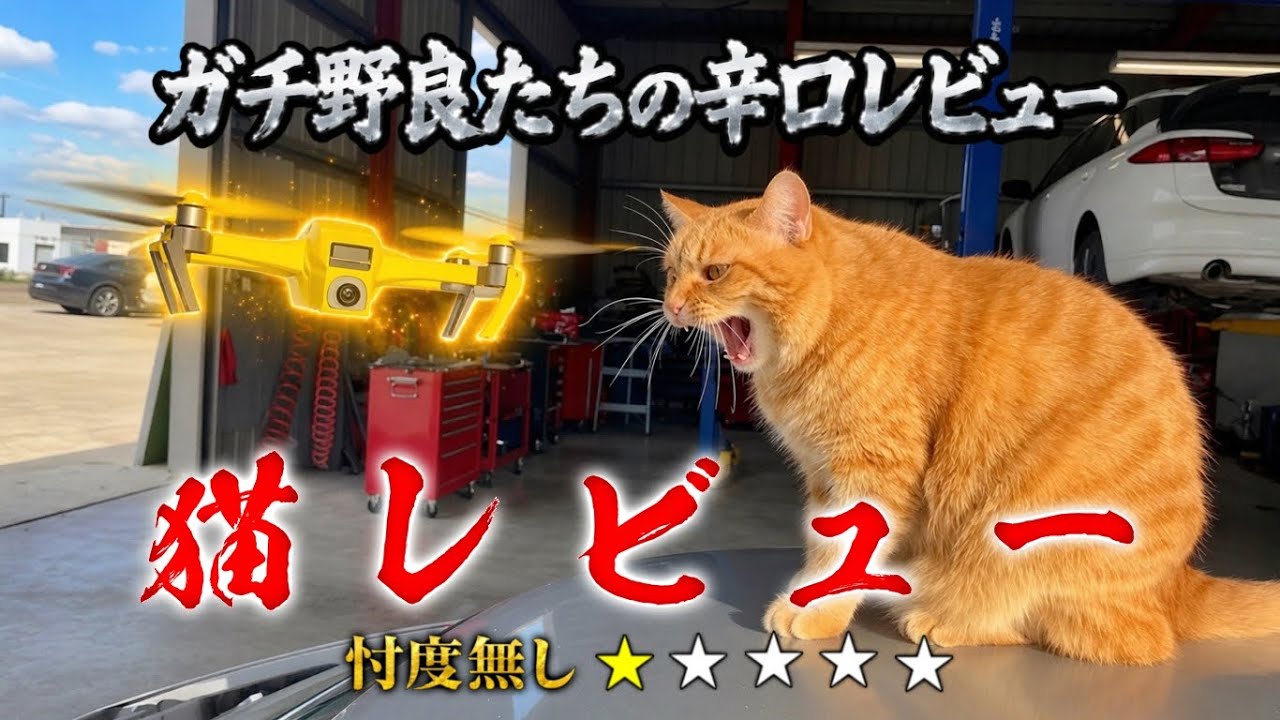 猫レビュー