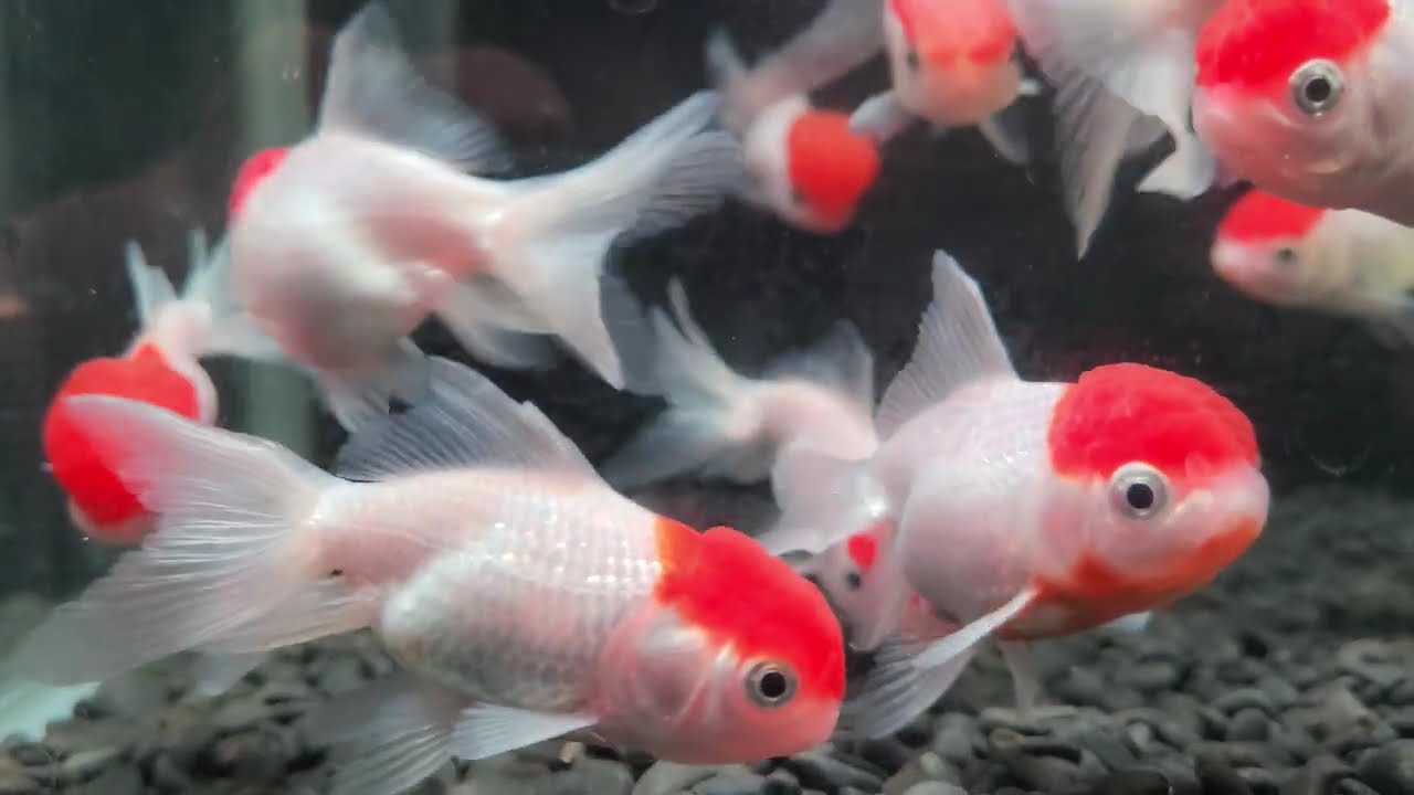 【入荷】国産　高頭丹頂6㎝±