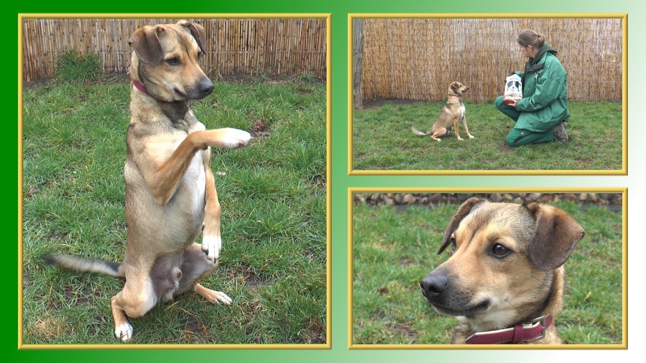 Hundevermittlung - März/April 2015 (Tierheim Hannover TV)