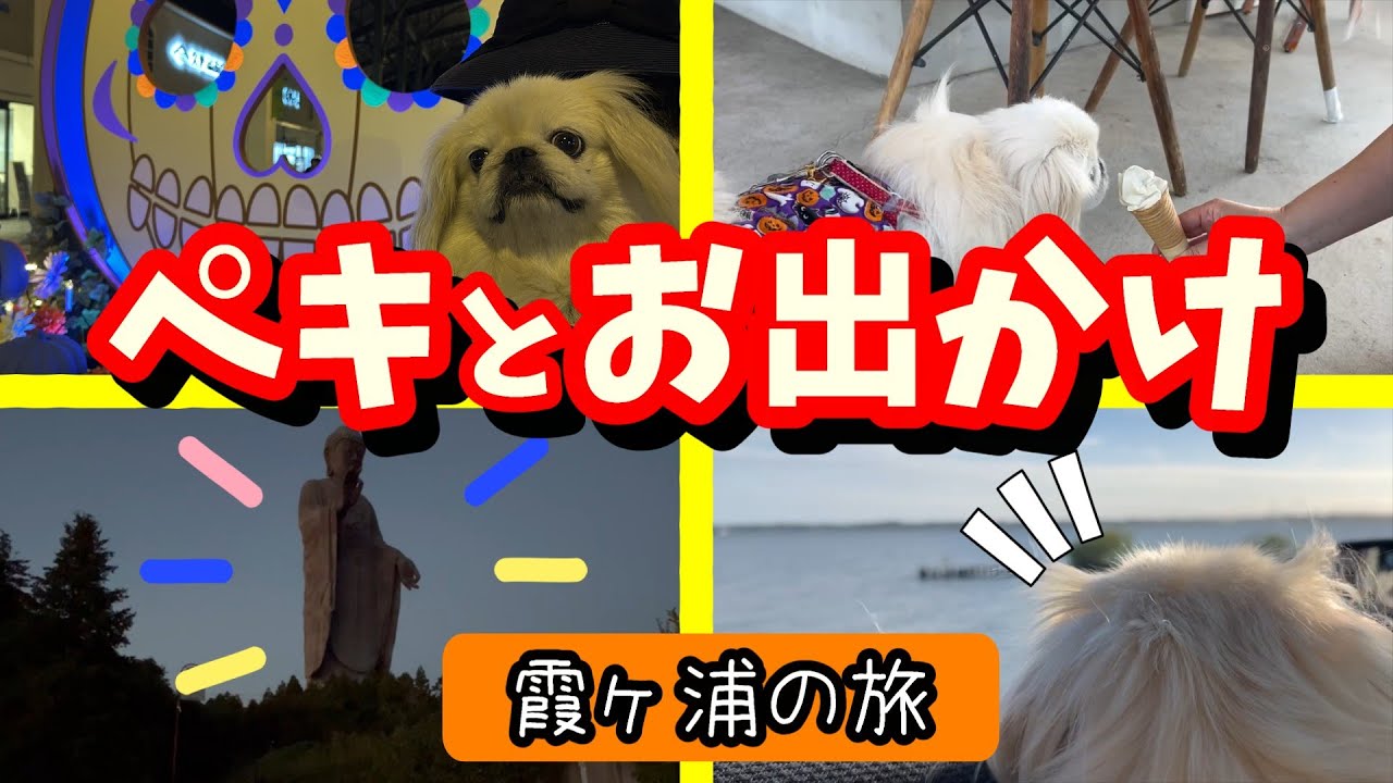 【愛犬とお出かけ】ペキニーズと行く霞ヶ浦の旅！