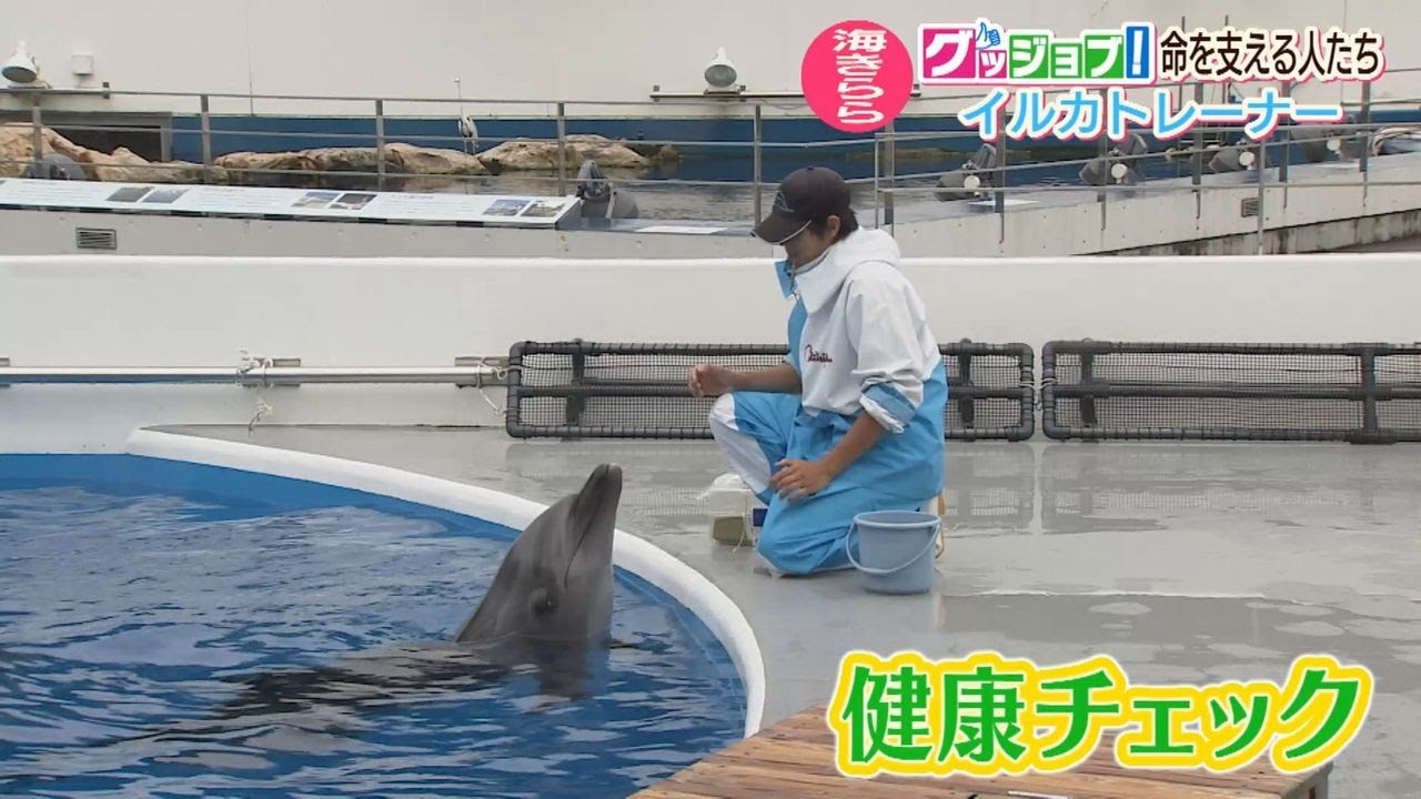 グッジョブ！海きららのイルカトレーナーと獣医師【NCCスーパーJチャンネル長崎】