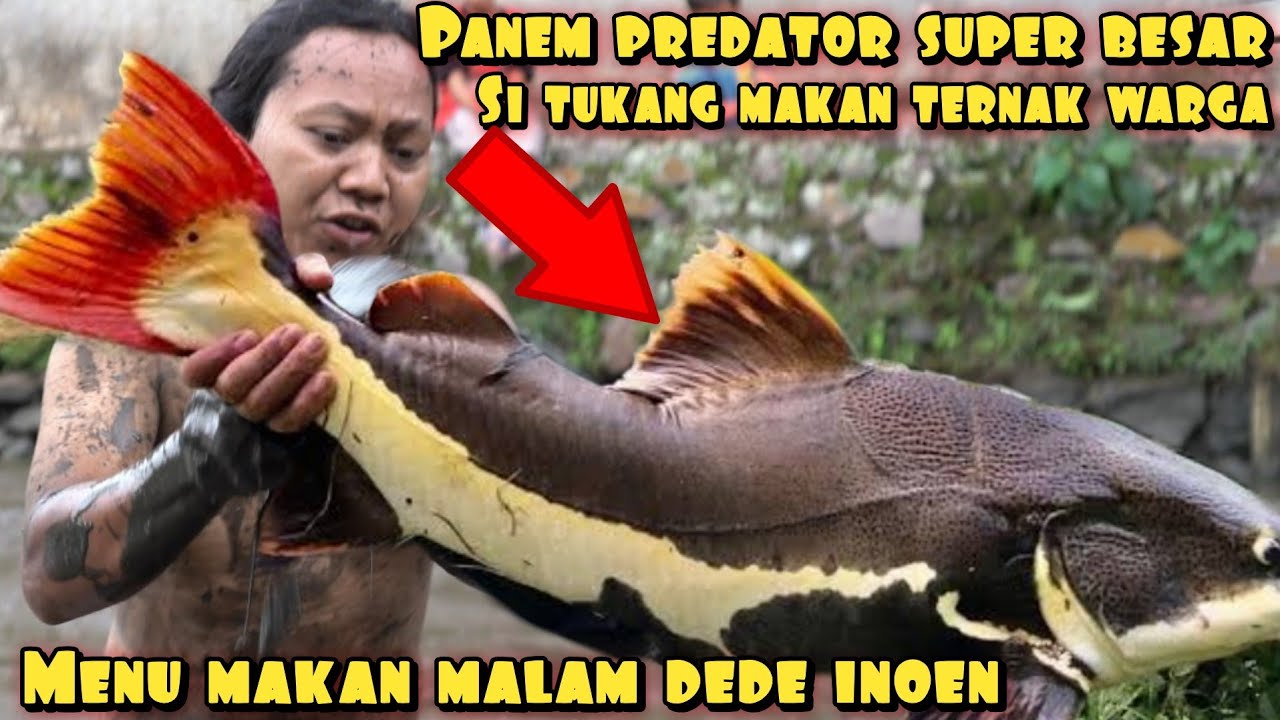 PANEN IKAN MOSNTER YANG MAKAN TERNAK WARGA