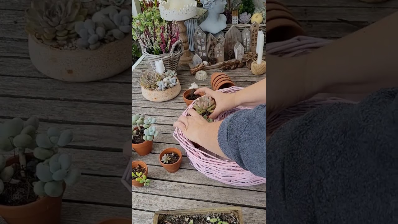 Sukkulenten- Echeverien zum &Uuml;berwintern in Kranz Korb mit rosa Kreidespray makeover