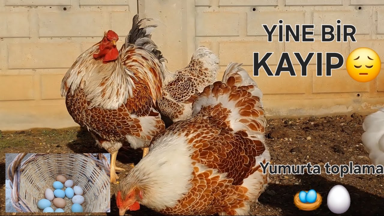 TAVUKLARIMIZIN SON DURUMU!- YUMURTA TOPLADIK!- SAHİPLENDİRECEĞİMİZ CİVCİVLER!