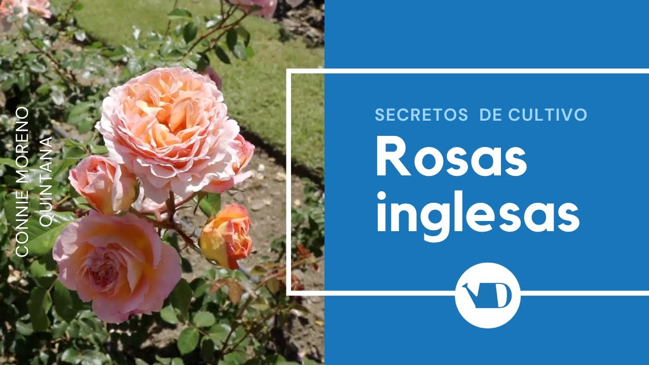 Características de las rosas inglesas, por Connie Moreno Quintana