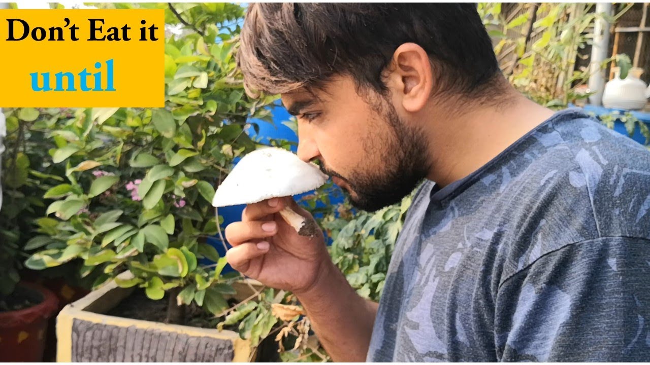 How to identify Edible and poisonous mushrooms