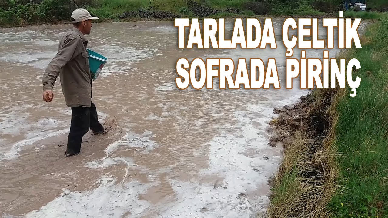 Tarlada Çeltik, Sofrada Pirinç