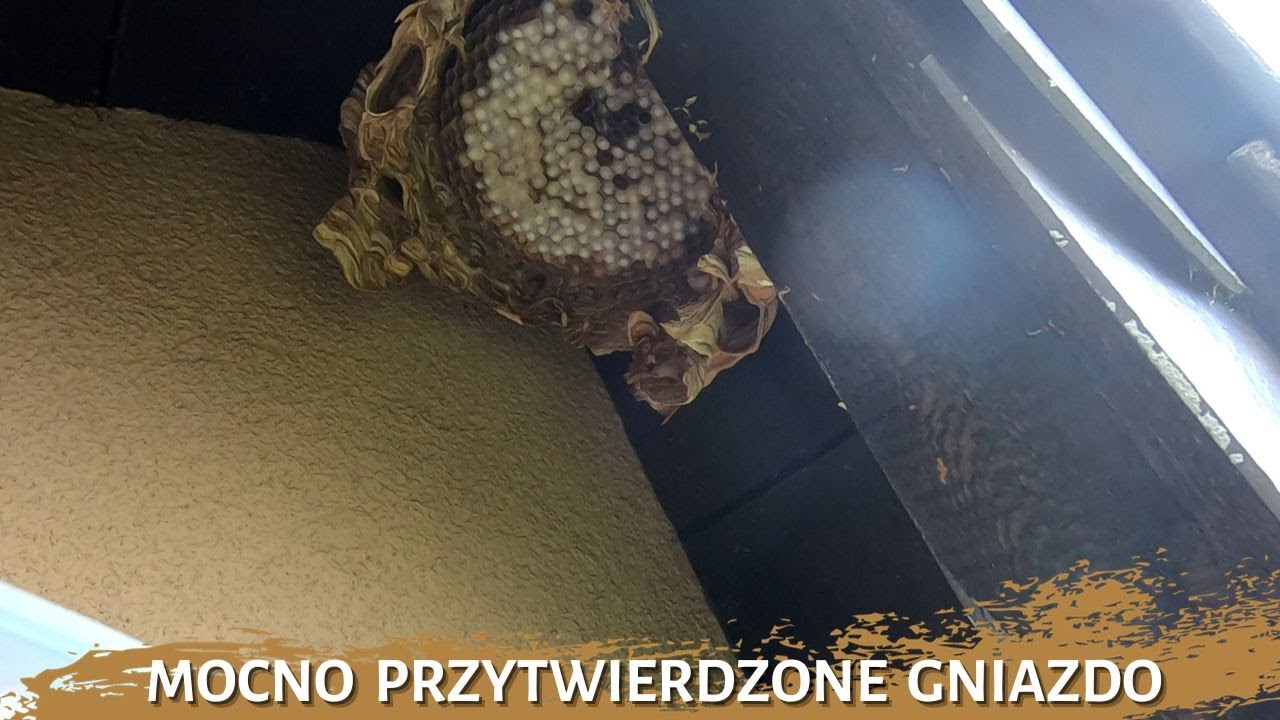 Mocno przytwierdzone gniazdo - usuwanie gniazda szerszeni