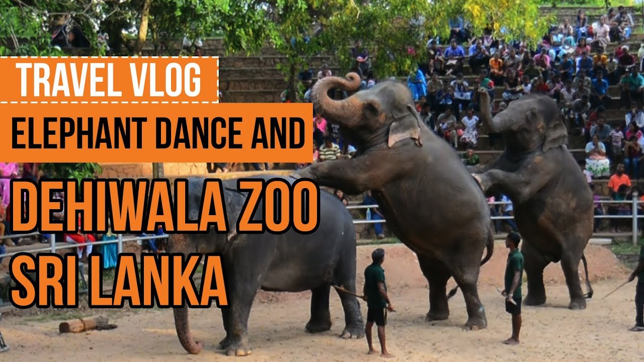 SRI LANKA DEHIWALA ZOO 2018 | ELEPHANTS DANCE IN COLOMBO