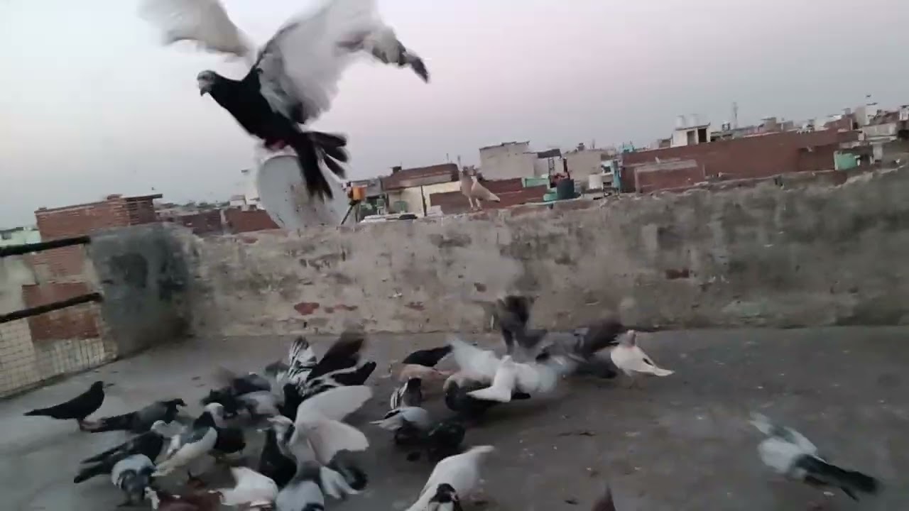 2 din 🥰🥰🕊️🕊️🕊️ #part 2