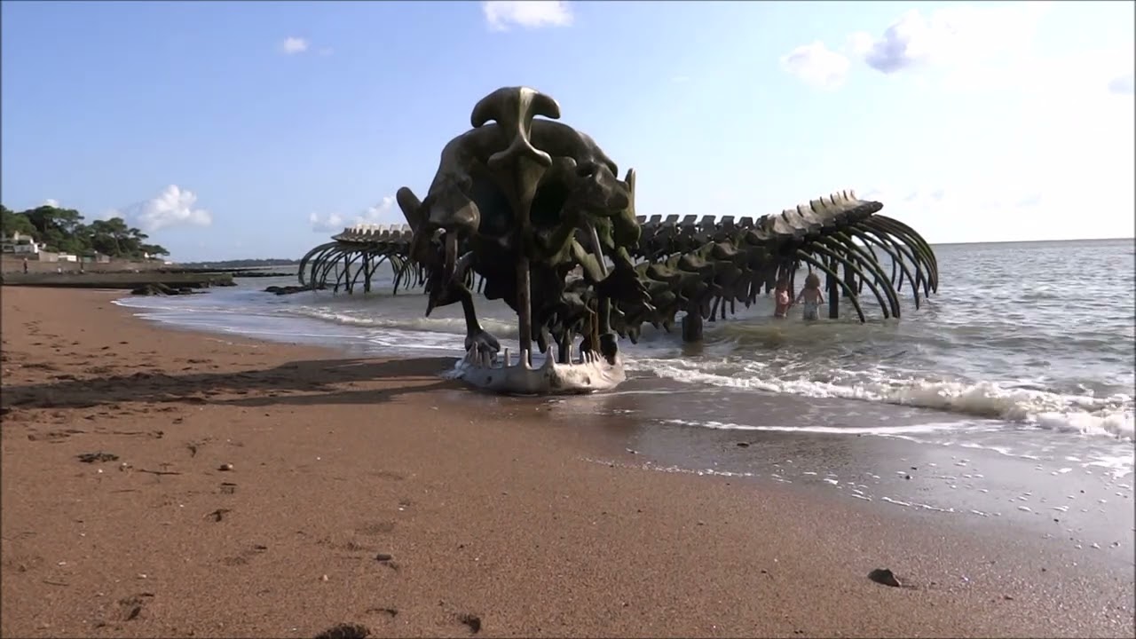 Serpent d'océan à Saint-Brevins-Les-Pins - couleurs-bretagne.fr 00228