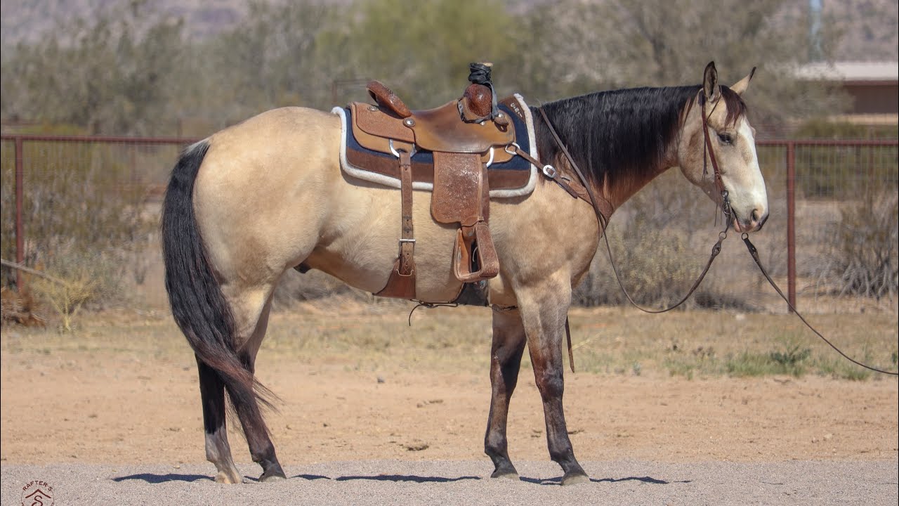 JT Shine Bright - 2020 AQHA Buckskin Gelding - Top Gun Horse Sale 2026