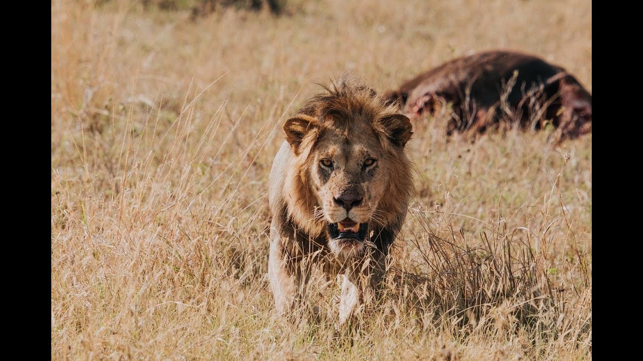 ספארי בטנזניה | Safari in Tanzania | HamuTravel