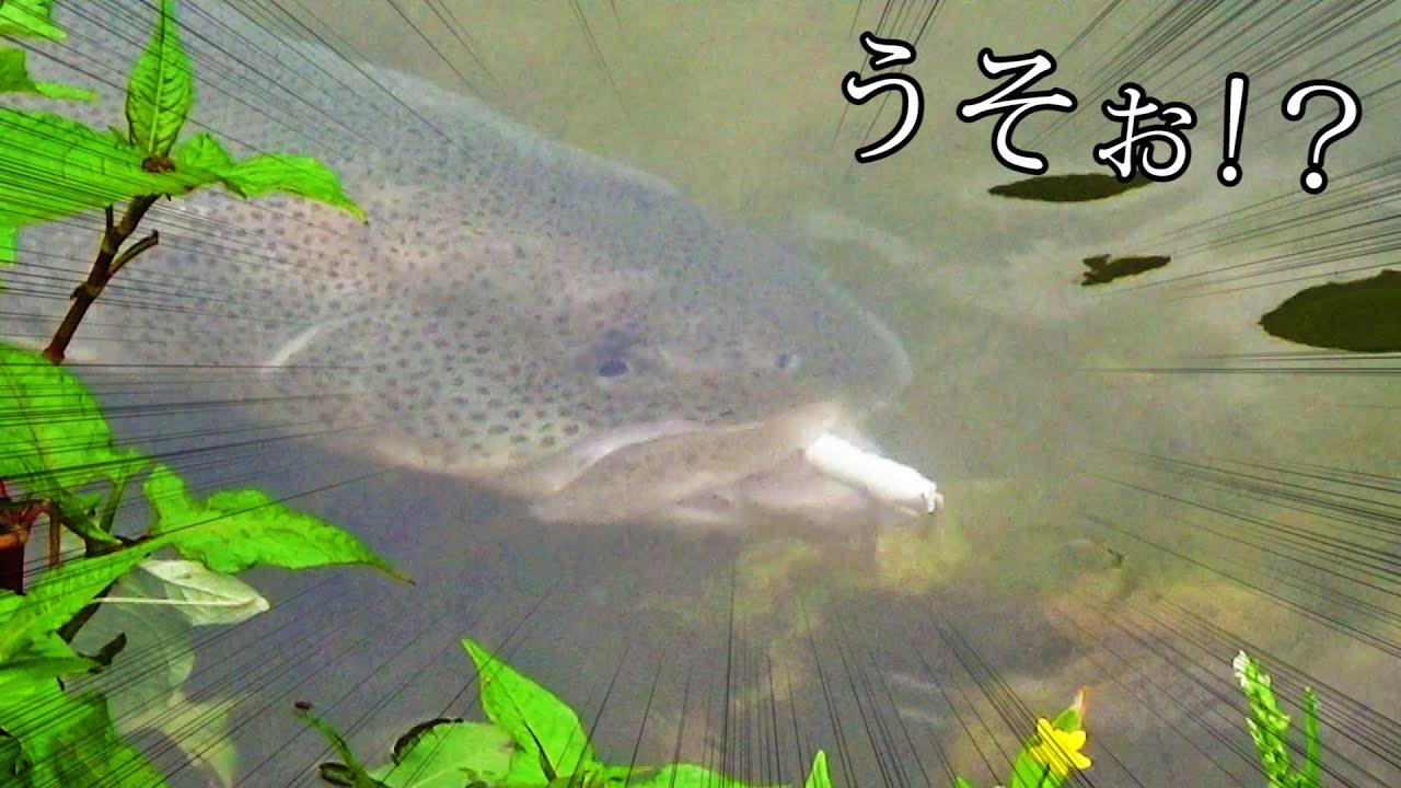 ギリギリ合法のルアーがイトウにはまる。