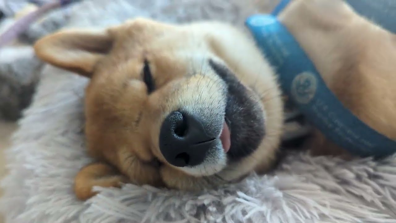 Shiba Inu Puppy Pretending to Be a Log | Panko the Stiff Sleepy Shibe