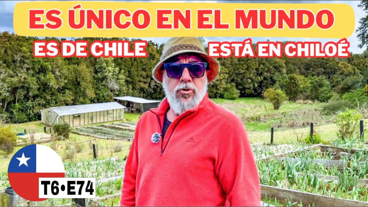 🙄 DESCUBRIMOS el TESORO CHILOTE en la ISLA LEMUY en CHILOÉ😱 EL MEJOR DEL MUNDO Y ESTÁ EN CHILE 🇨🇱 