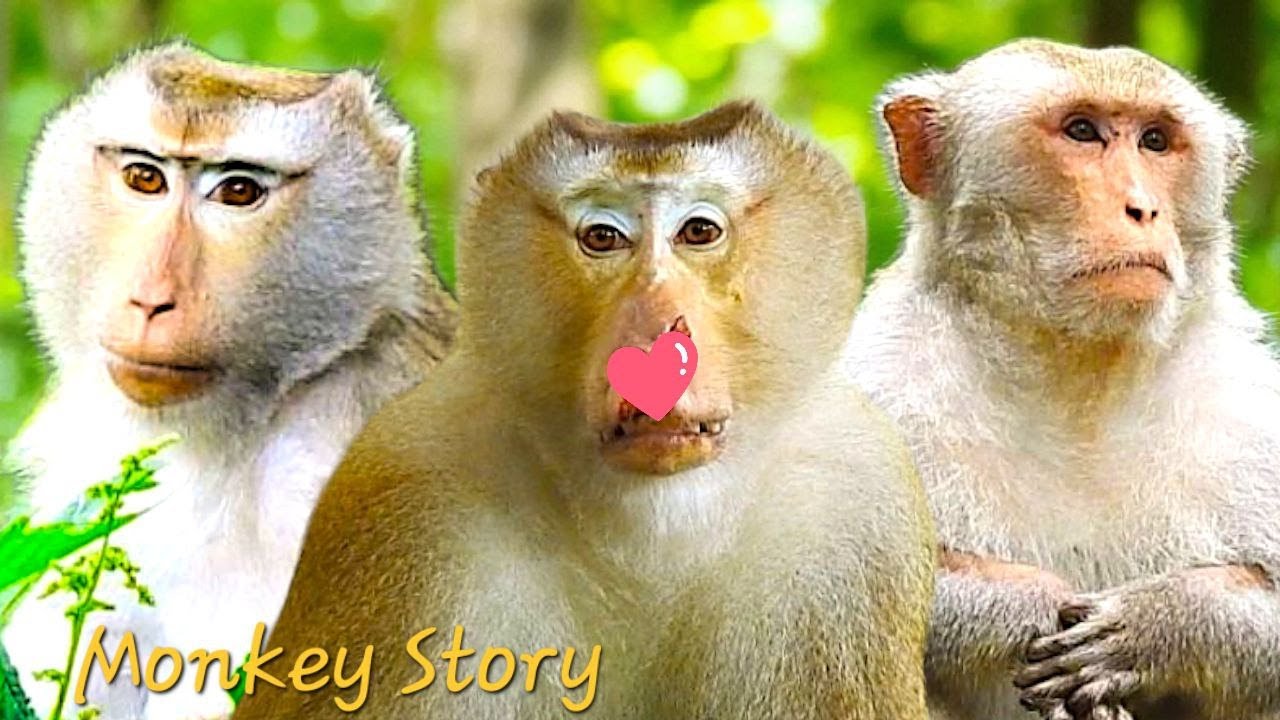 So, Touching! Jungle Bonding Story of Pongo, Libby & Obie