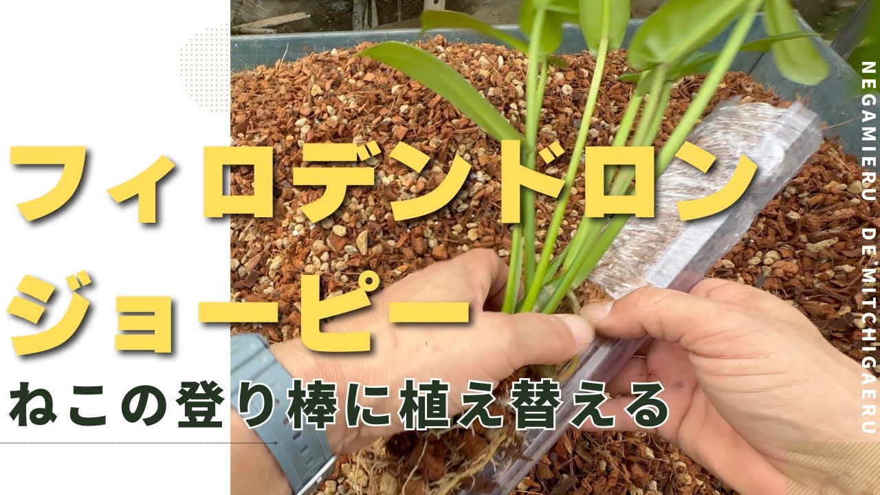 【フィロデンドロン ジョーピー】ビギナーでも簡単に育てられる丈夫でオシャレな観葉植物
