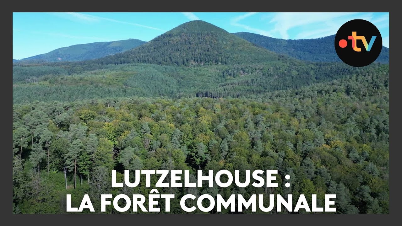 Un lieu, des histoires à Lutzelhouse : la forêt communale - Episode 1/4